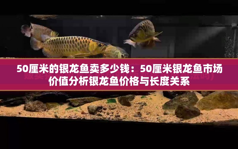 50厘米的銀龍魚賣多少錢：50厘米銀龍魚市場價值分析銀龍魚價格與長度關(guān)系 水族問答