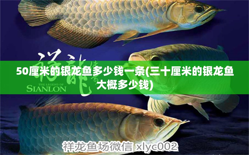 50厘米的銀龍魚多少錢一條(三十厘米的銀龍魚大概多少錢) 銀龍魚