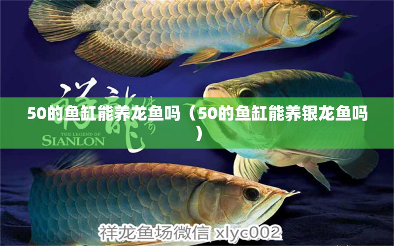 50的魚缸能養(yǎng)龍魚嗎（50的魚缸能養(yǎng)銀龍魚嗎） 銀龍魚