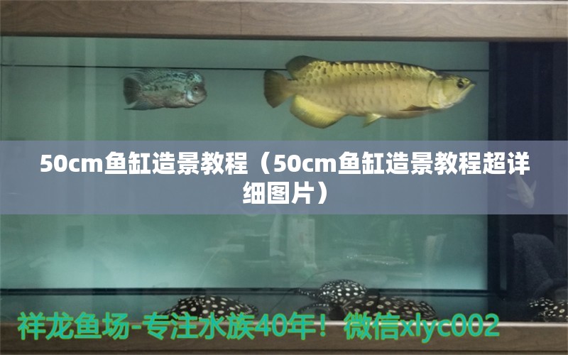 50cm魚缸造景教程（50cm魚缸造景教程超詳細圖片）