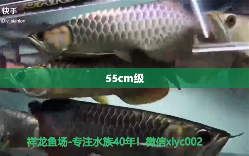 55cm級(jí) 觀賞魚論壇 第2張