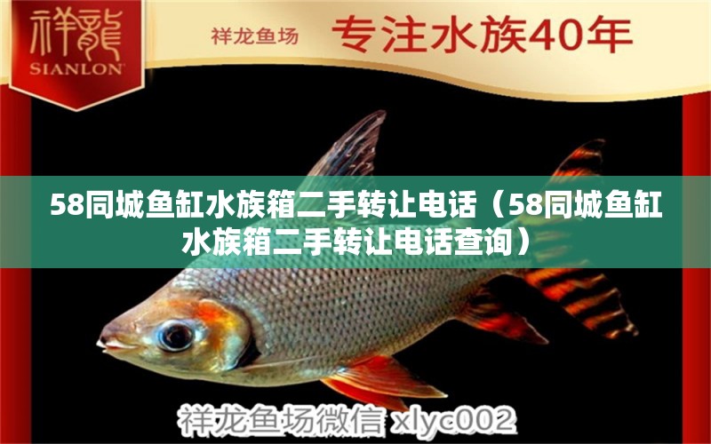 58同城魚(yú)缸水族箱二手轉(zhuǎn)讓電話(huà)（58同城魚(yú)缸水族箱二手轉(zhuǎn)讓電話(huà)查詢(xún)） 印尼虎苗