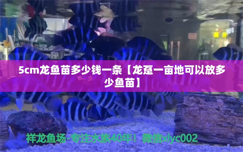 5cm龍魚苗多少錢一條【龍躉一畝地可以放多少魚苗】