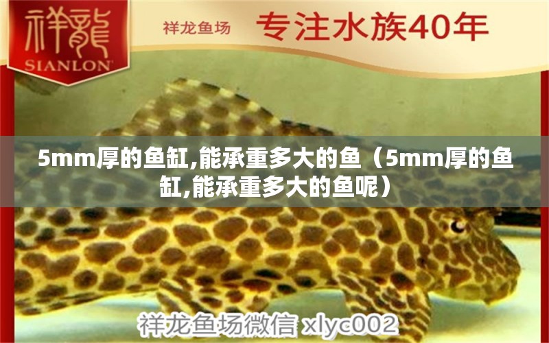 5mm厚的魚缸,能承重多大的魚（5mm厚的魚缸,能承重多大的魚呢）