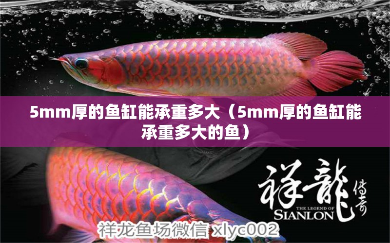 5mm厚的魚缸能承重多大（5mm厚的魚缸能承重多大的魚）