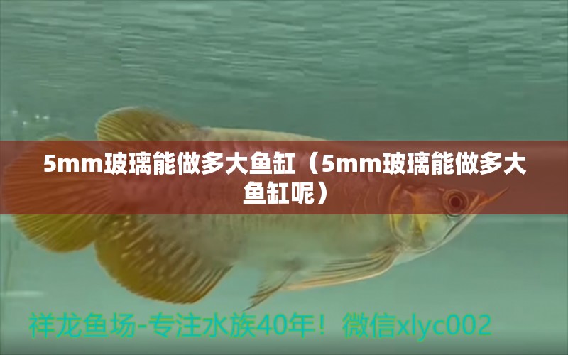 5mm玻璃能做多大魚(yú)缸（5mm玻璃能做多大魚(yú)缸呢）