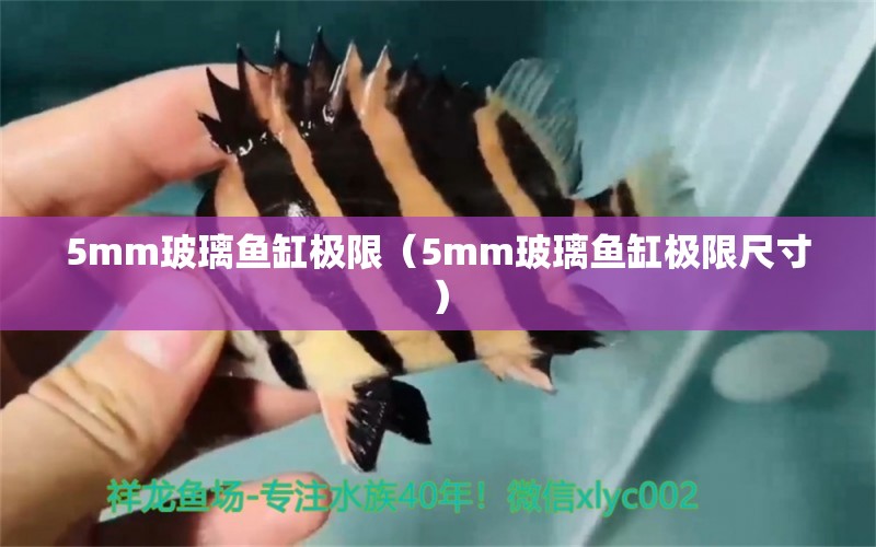 5mm玻璃魚缸極限（5mm玻璃魚缸極限尺寸） 其他品牌魚缸