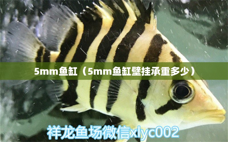 5mm魚缸（5mm魚缸壁掛承重多少）