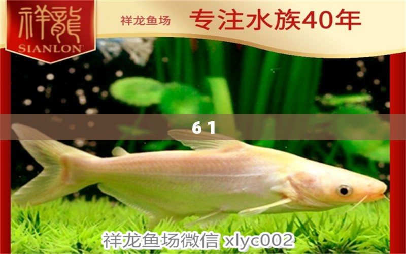 6+1 飛鳳魚(yú)