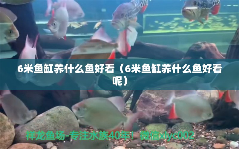 6米魚缸養(yǎng)什么魚好看（6米魚缸養(yǎng)什么魚好看呢）