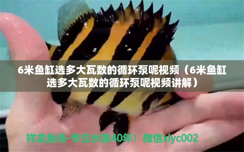 6米魚(yú)缸選多大瓦數(shù)的循環(huán)泵呢視頻（6米魚(yú)缸選多大瓦數(shù)的循環(huán)泵呢視頻講解）