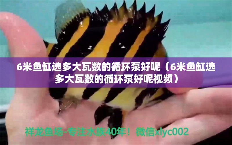 6米魚(yú)缸選多大瓦數(shù)的循環(huán)泵好呢（6米魚(yú)缸選多大瓦數(shù)的循環(huán)泵好呢視頻）