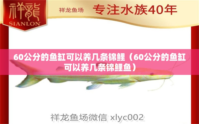 60公分的魚缸可以養(yǎng)幾條錦鯉（60公分的魚缸可以養(yǎng)幾條錦鯉魚） 祥龍水族醫(yī)院