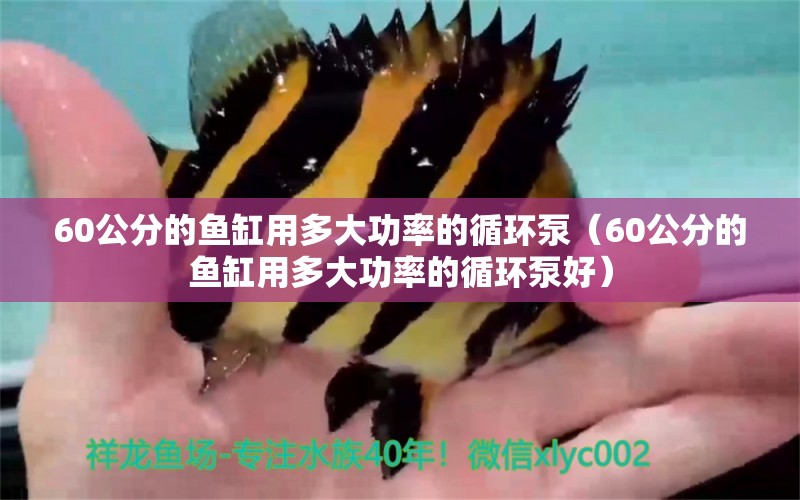 60公分的魚(yú)缸用多大功率的循環(huán)泵（60公分的魚(yú)缸用多大功率的循環(huán)泵好）