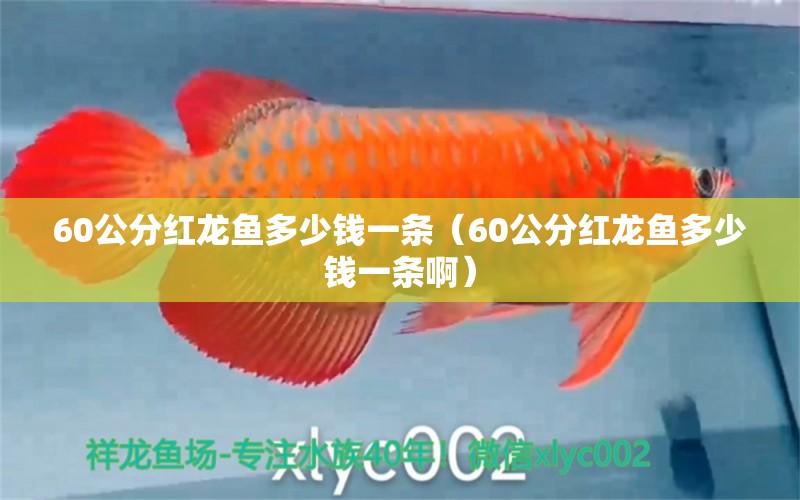 60公分紅龍魚多少錢一條（60公分紅龍魚多少錢一條?。?印尼紅龍魚