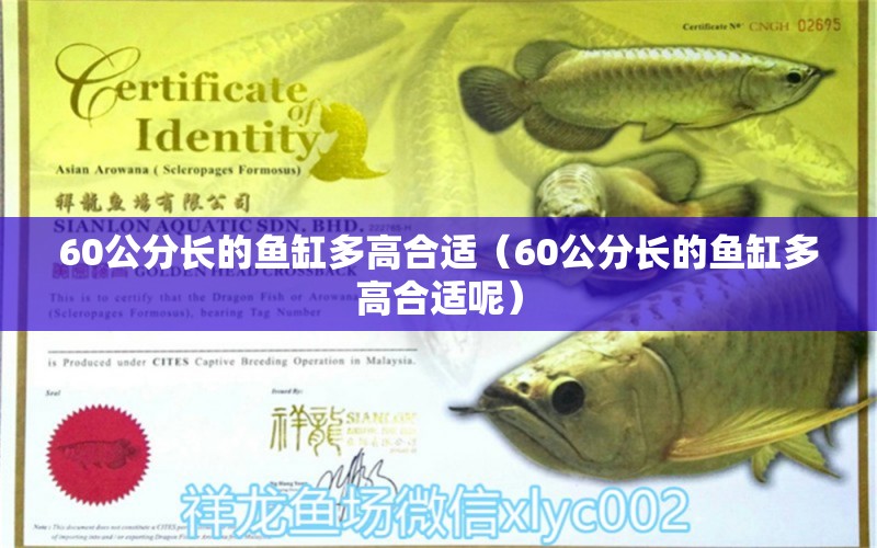 60公分長(zhǎng)的魚(yú)缸多高合適（60公分長(zhǎng)的魚(yú)缸多高合適呢） 龍魚(yú)芯片掃碼器