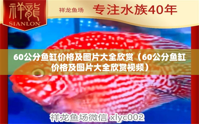 60公分魚缸價(jià)格及圖片大全欣賞（60公分魚缸價(jià)格及圖片大全欣賞視頻）