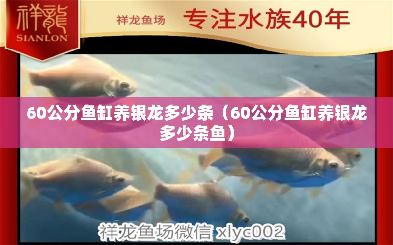 60公分魚缸養(yǎng)銀龍多少條（60公分魚缸養(yǎng)銀龍多少條魚）