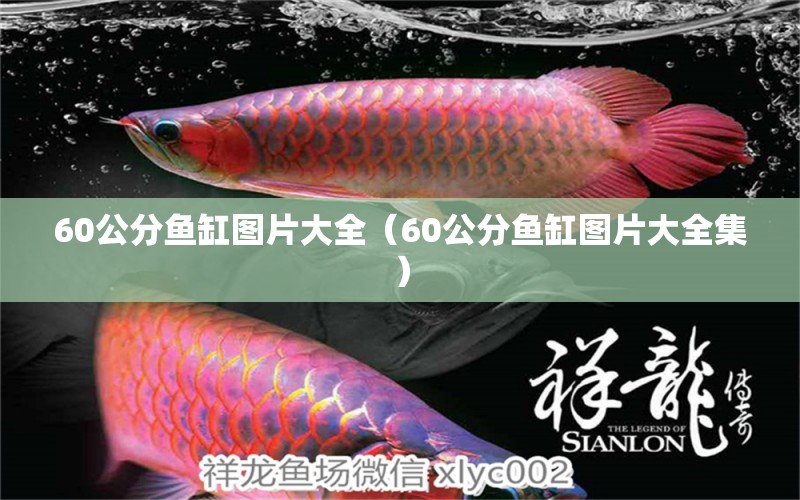 60公分魚缸圖片大全（60公分魚缸圖片大全集）