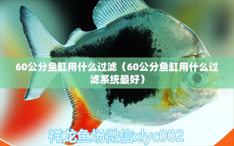 60公分魚缸用什么過濾（60公分魚缸用什么過濾系統(tǒng)最好）