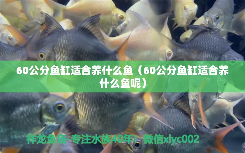 60公分魚缸適合養(yǎng)什么魚（60公分魚缸適合養(yǎng)什么魚呢）