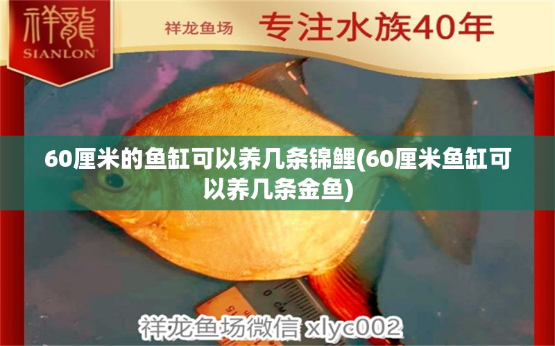 60厘米的魚缸可以養(yǎng)幾條錦鯉(60厘米魚缸可以養(yǎng)幾條金魚)