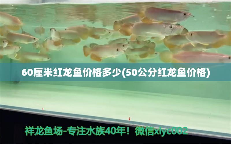 60厘米紅龍魚價格多少(50公分紅龍魚價格)