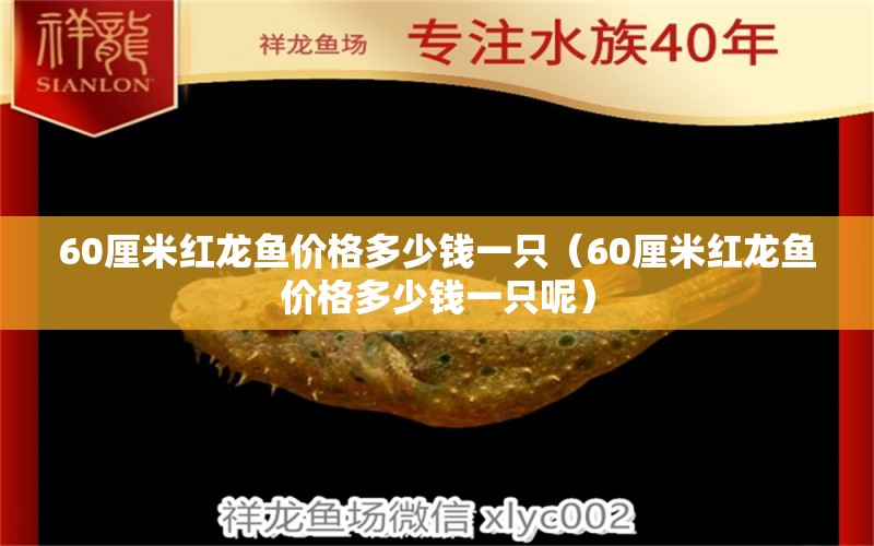 60厘米紅龍魚價格多少錢一只（60厘米紅龍魚價格多少錢一只呢） 斑馬狗頭魚