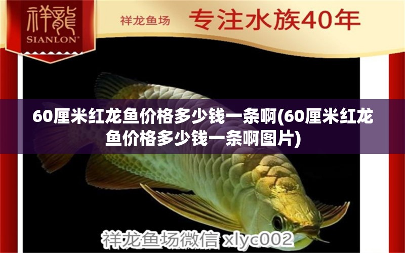 60厘米紅龍魚價(jià)格多少錢一條啊(60厘米紅龍魚價(jià)格多少錢一條啊圖片) 白子黃化銀龍魚