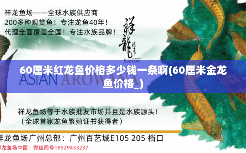 60厘米紅龍魚價(jià)格多少錢一條啊(60厘米金龍魚價(jià)格_) 黃金眼鏡蛇雷龍魚