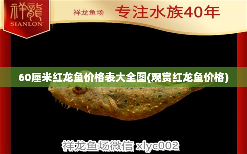 60厘米紅龍魚價(jià)格表大全圖(觀賞紅龍魚價(jià)格) 朱巴利魚苗