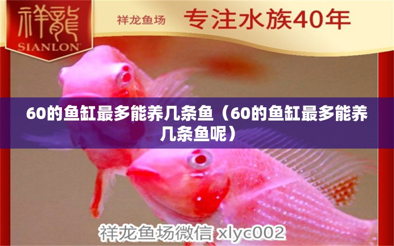 60的魚缸最多能養(yǎng)幾條魚（60的魚缸最多能養(yǎng)幾條魚呢）