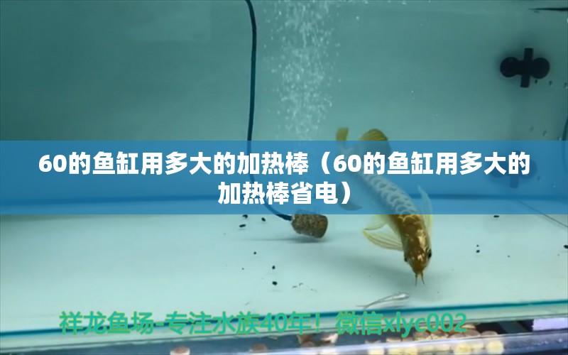 60的魚缸用多大的加熱棒（60的魚缸用多大的加熱棒省電） 祥龍魚場