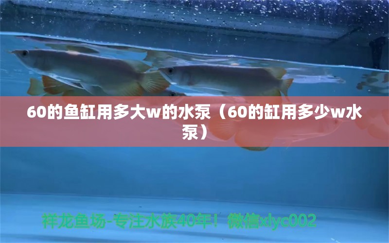 60的魚缸用多大w的水泵（60的缸用多少w水泵） 撒旦鴨嘴魚