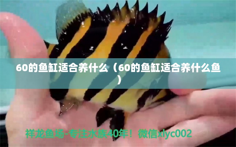 60的魚缸適合養(yǎng)什么（60的魚缸適合養(yǎng)什么魚）