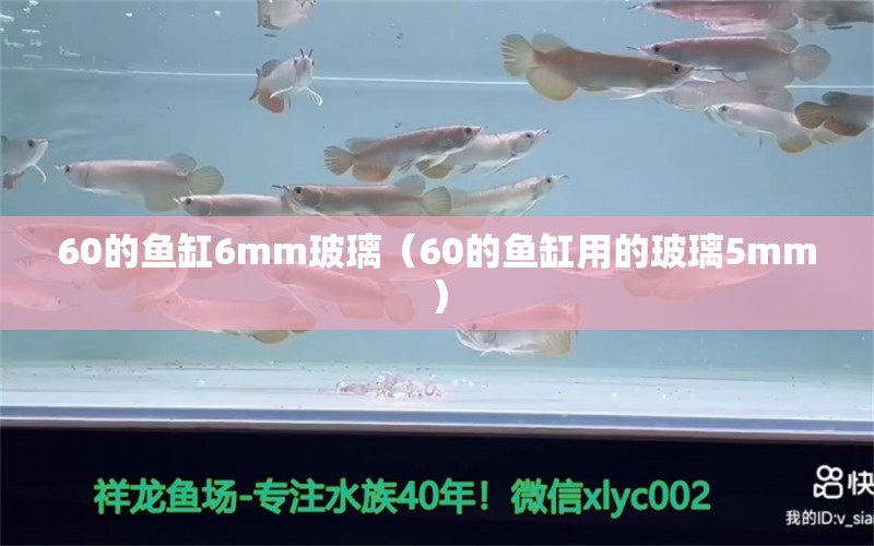 60的魚缸6mm玻璃（60的魚缸用的玻璃5mm）