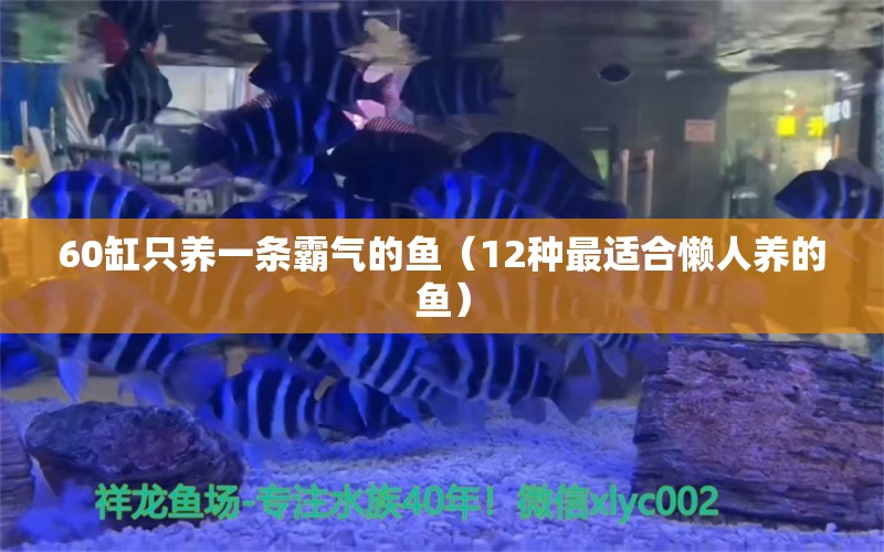 60缸只養(yǎng)一條霸氣的魚（12種最適合懶人養(yǎng)的魚） 紅龍魚魚糧飼料