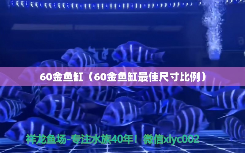 60金魚缸（60金魚缸最佳尺寸比例）