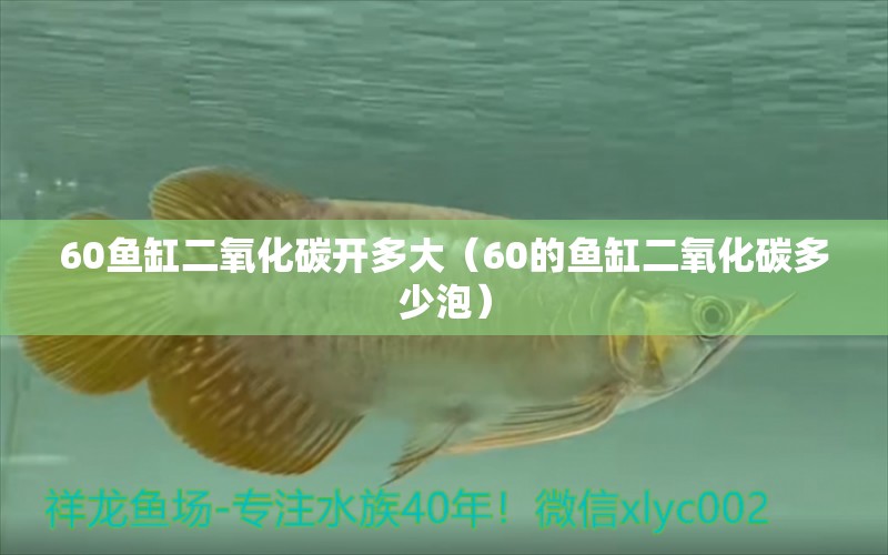 60魚缸二氧化碳開多大（60的魚缸二氧化碳多少泡）