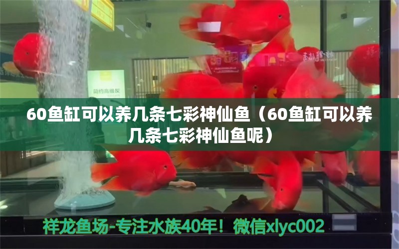 60魚缸可以養(yǎng)幾條七彩神仙魚（60魚缸可以養(yǎng)幾條七彩神仙魚呢）