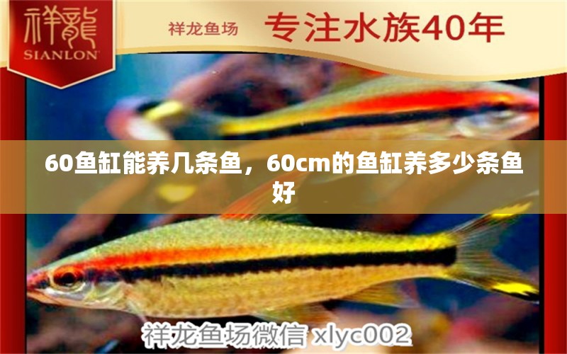 60魚缸能養(yǎng)幾條魚，60cm的魚缸養(yǎng)多少條魚好