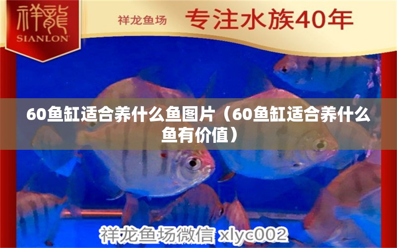 60魚缸適合養(yǎng)什么魚圖片（60魚缸適合養(yǎng)什么魚有價值）