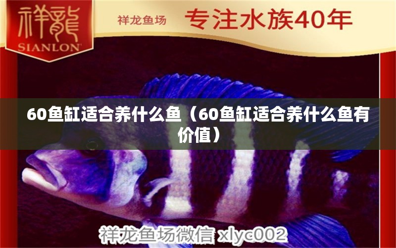 60魚缸適合養(yǎng)什么魚（60魚缸適合養(yǎng)什么魚有價值）