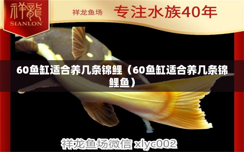 60魚缸適合養(yǎng)幾條錦鯉（60魚缸適合養(yǎng)幾條錦鯉魚）