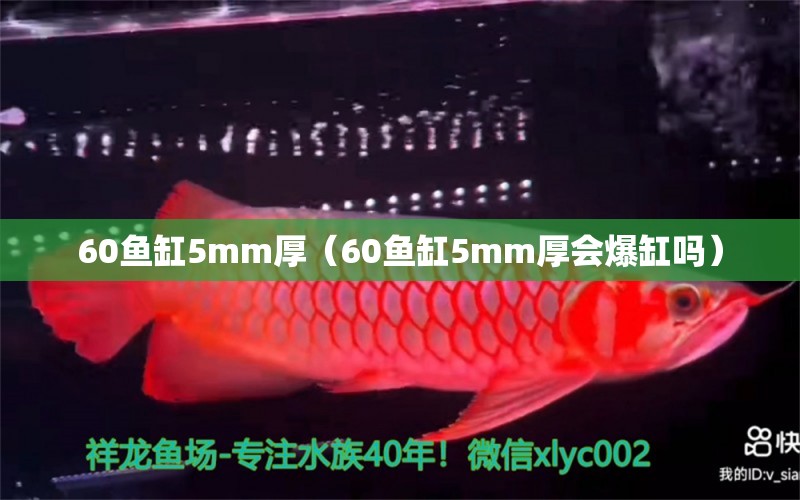 60魚缸5mm厚（60魚缸5mm厚會爆缸嗎）