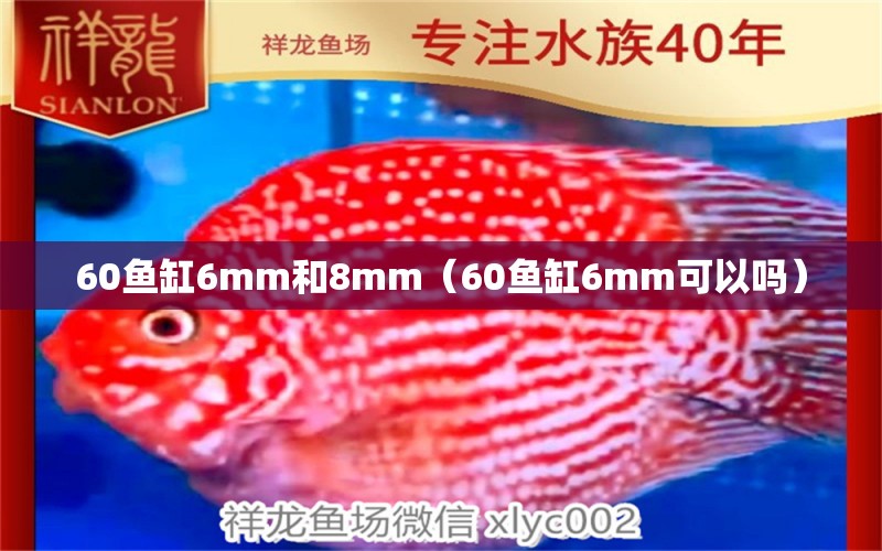 60魚缸6mm和8mm（60魚缸6mm可以嗎）