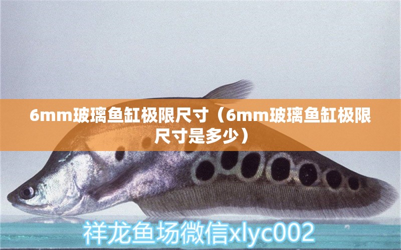 6mm玻璃魚缸極限尺寸（6mm玻璃魚缸極限尺寸是多少）