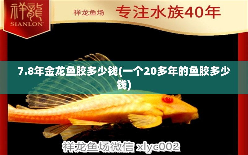 7.8年金龍魚膠多少錢(一個(gè)20多年的魚膠多少錢) 網(wǎng)上購(gòu)買觀賞魚