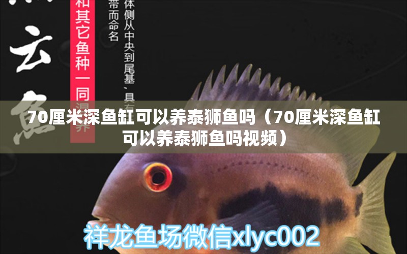 70厘米深魚缸可以養(yǎng)泰獅魚嗎（70厘米深魚缸可以養(yǎng)泰獅魚嗎視頻）