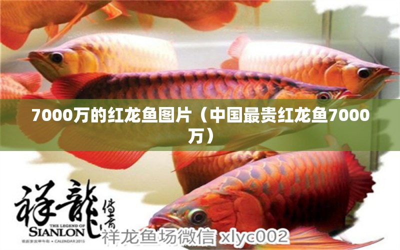 7000萬的紅龍魚圖片（中國最貴紅龍魚7000萬）